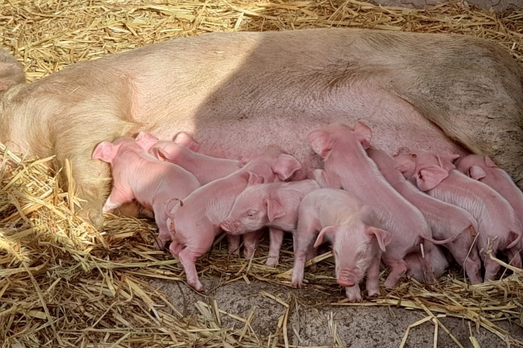 Pigs - farm animals resi