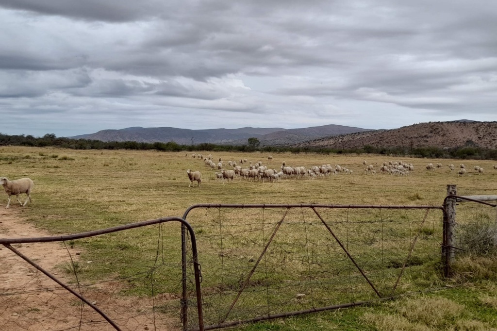 Working farm - sheep resi